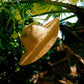 Handmade Straw Hat